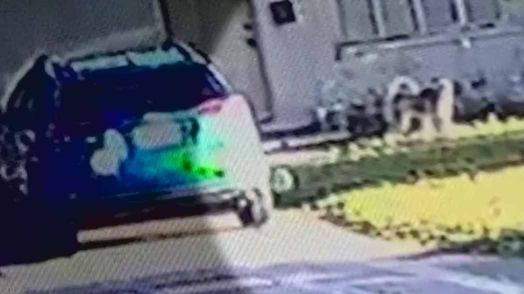 Loose dog kills neighbor's cat -- and attack was caught on camera
